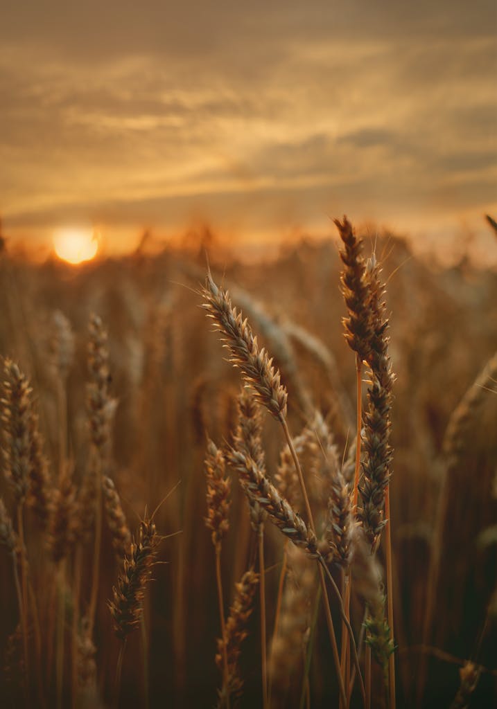 Close-up of a wheat field captured during a beautiful sunset, showcasing golden hues.